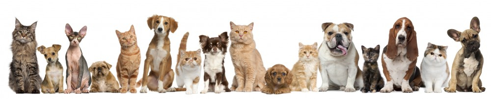 mobila pets